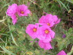 Cistus