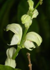 Justicia aconitiflora