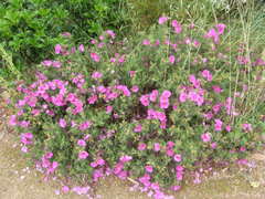 Cistus