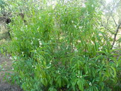 Justicia aconitiflora