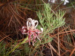 Serruria gremialis
