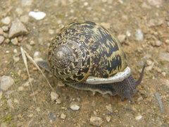 Cornu aspersum