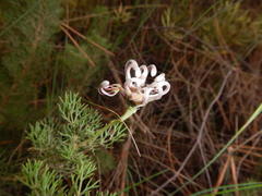 Serruria gremialis