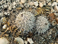 Coryphantha delicata