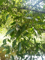 Garcinia gummi-gutta