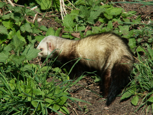 Western Polecat