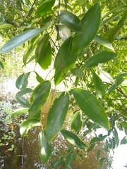 Garcinia gummi-gutta