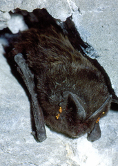 Barbastella barbastellus