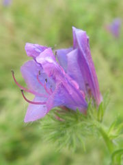 Echium plantagineum