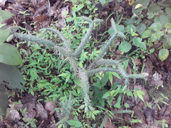 Opuntia pumila