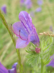 Echium plantagineum