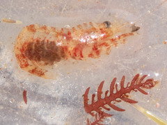 Eualus pusiolus