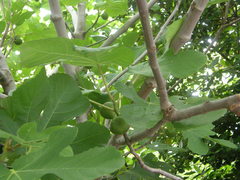 Ficus carica