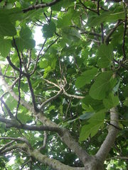 Ficus carica
