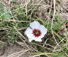 Convolvulus laciniatus