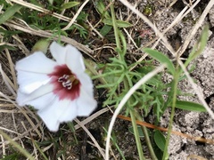 Convolvulus laciniatus