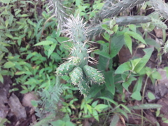 Opuntia pumila