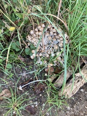 Britzelmayria multipedata