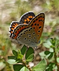 Lycaena panava