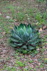 Agave wocomahi