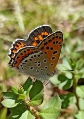 Lycaena panava