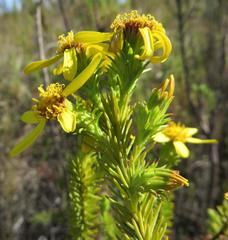 Senecio pinifolius