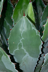 Agave wocomahi