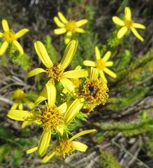 Senecio pinifolius