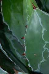 Agave wocomahi