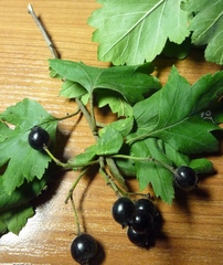 Crataegus nigra