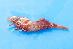 Spirontocaris spinus