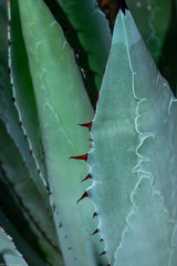 Agave maximiliana maximiliana
