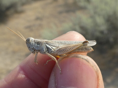 Melanoplus cinereus