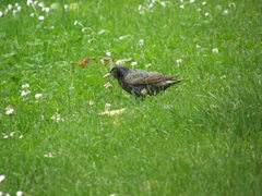 Sturnus vulgaris