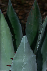 Agave maximiliana maximiliana