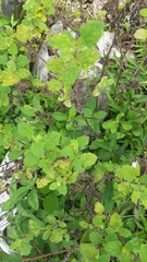 Varronia bullata