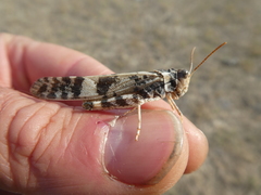 Dissosteira spurcata