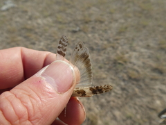 Dissosteira spurcata