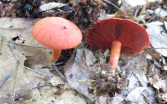 Cortinarius harrisonii