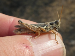 Melanoplus cinereus