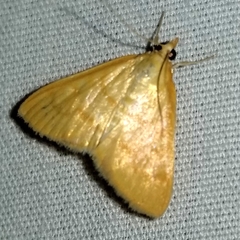 Helvibotys helvialis