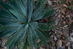 Agave maximiliana maximiliana