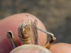 Melanoplus cinereus