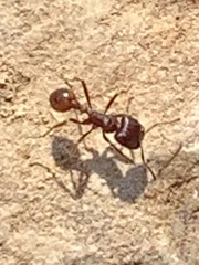 Pogonomyrmex rugosus