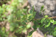 Rosa maximowicziana