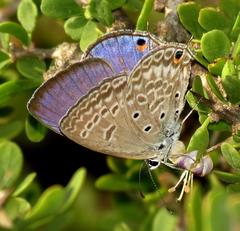 Lepidochrysops patricia