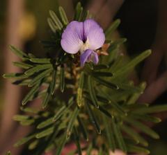 Psoralea platyphylla