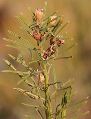 Psoralea platyphylla