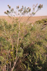 Psoralea platyphylla