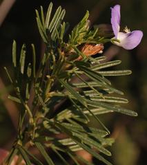 Psoralea platyphylla